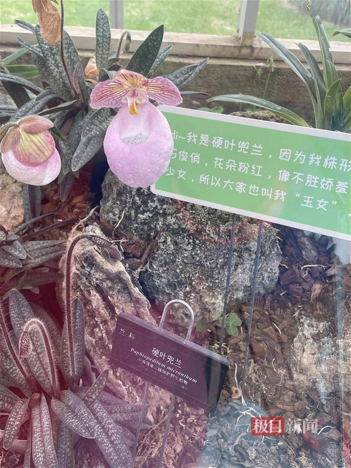 武汉植物园兰花展将于本月底闭幕