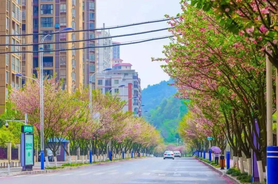 图源:微播州天气渐暖,赤水凤凰花坞景区,赤水三十里河滨大道,汇川区鸣