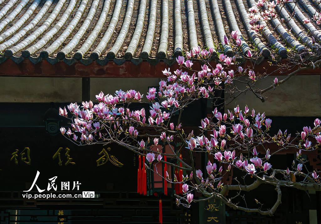 四川成都武侯祠玉兰花盛开