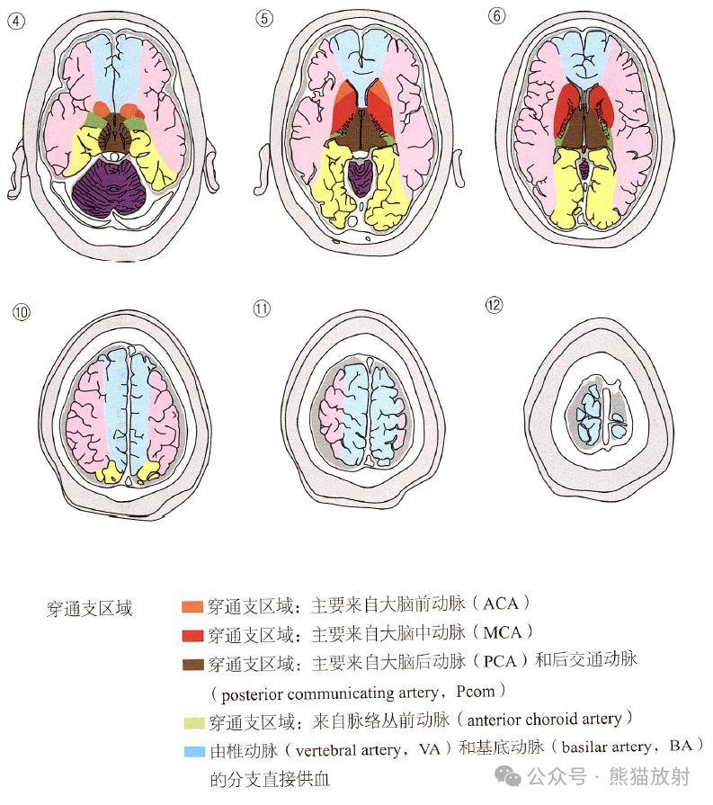 脑血管的供血区域与脑叶的分布