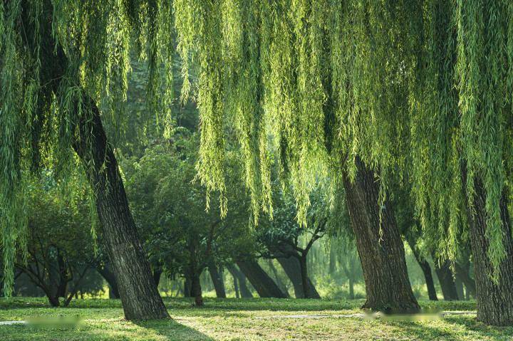 有风来丨古人植树那些事_白居易_东坡_柳树