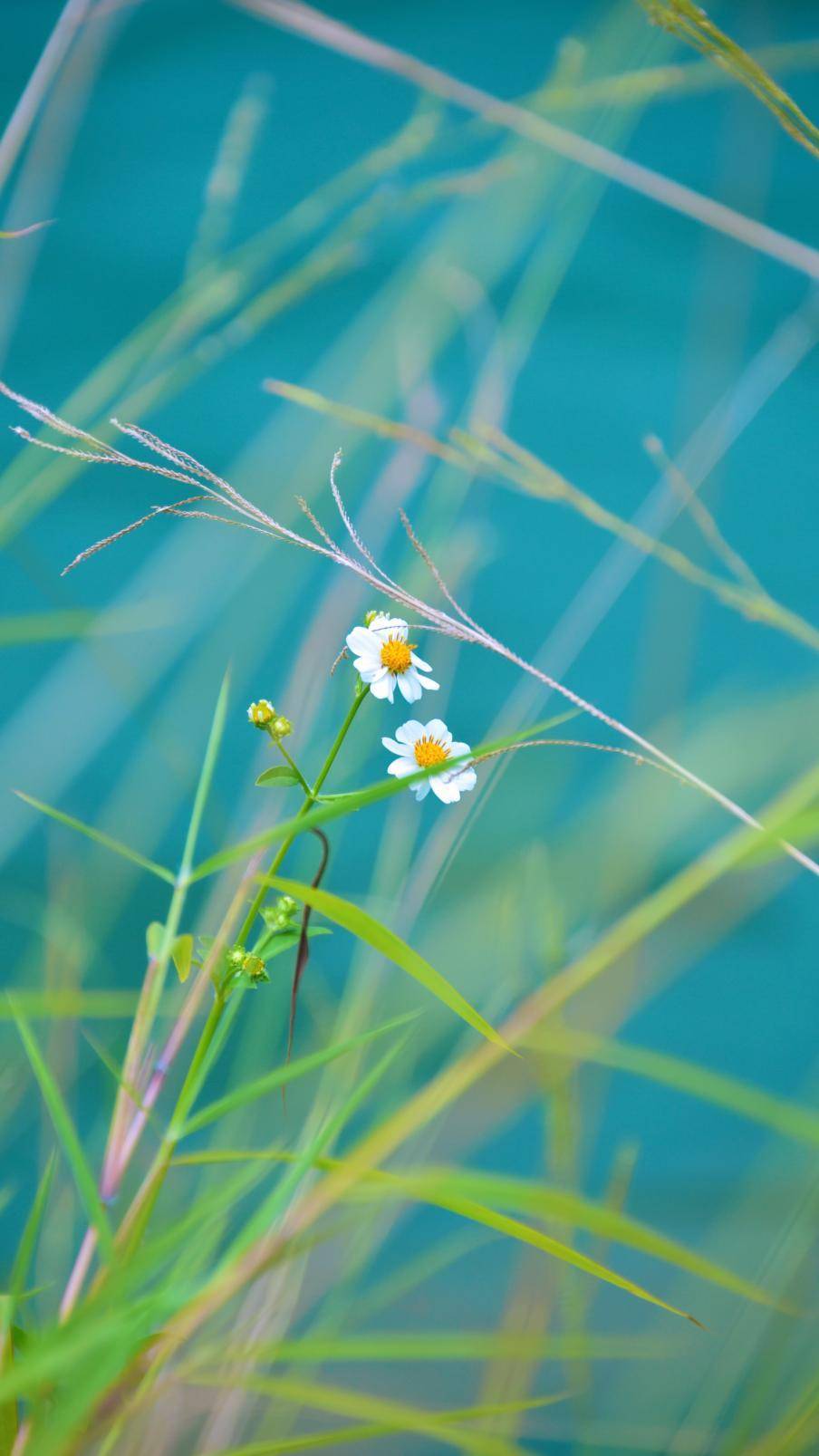 点此查看waiting for you填满属于华珠的春色校园绿丛中洁白的雏菊