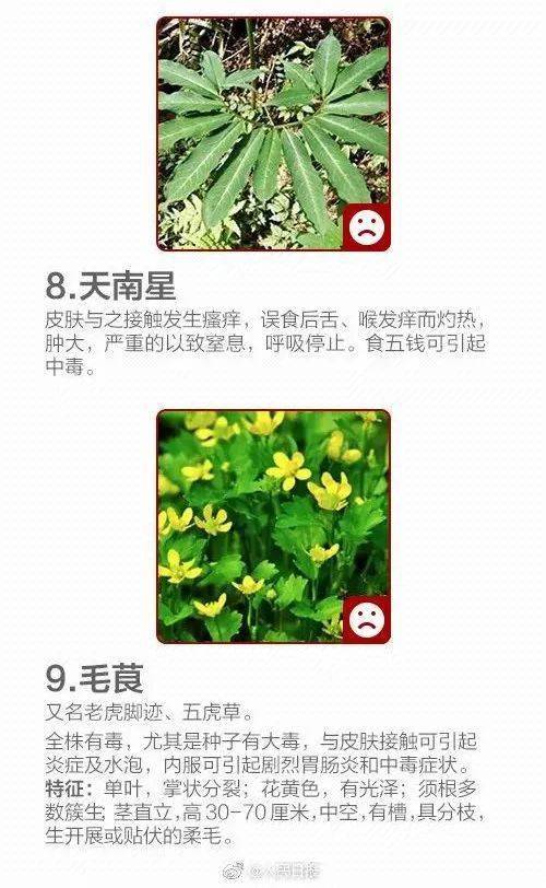 野菜_食用_有毒