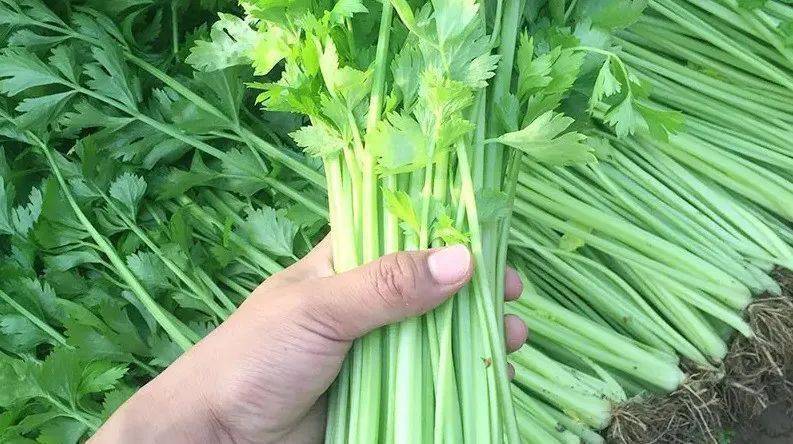 宁可不吃肉也要吃点它_芹菜_的作用_食疗