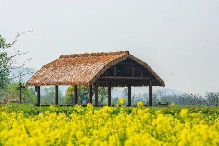 2024油菜花地图满目金黄的春天来了