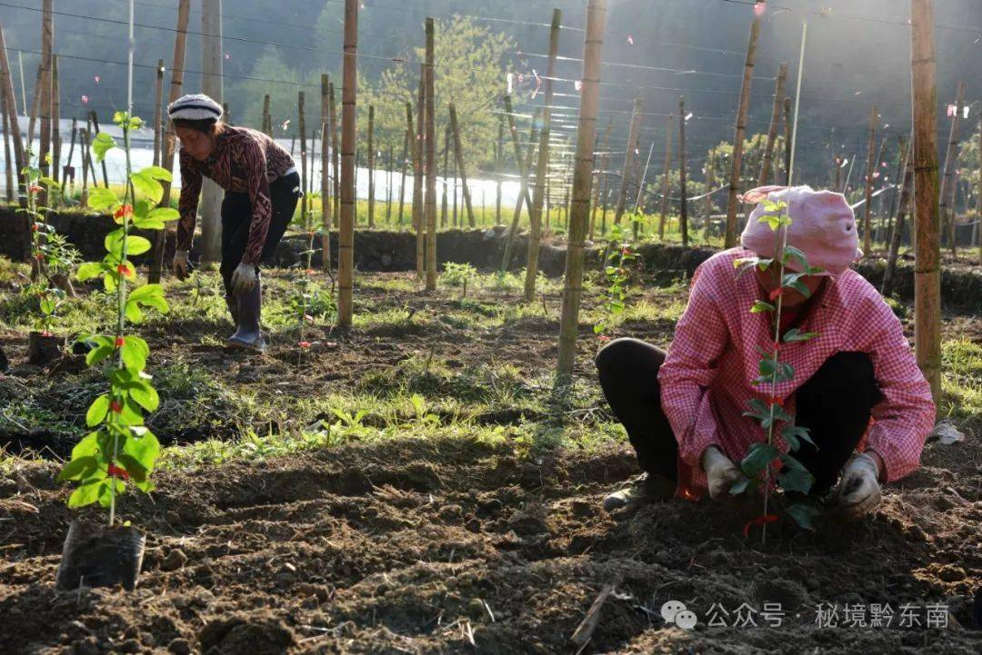 香波果种植图片