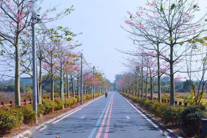 阳春三月为绿美博罗充植