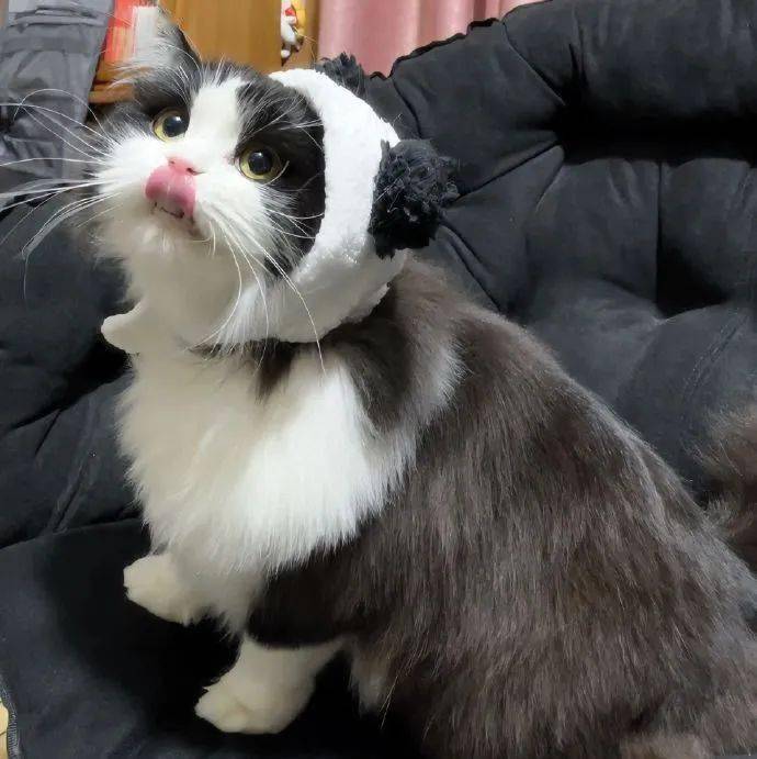 头像| 323038 38363534奶牛猫_男女_来自_网络