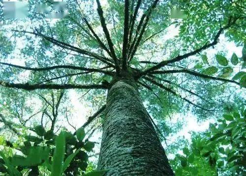 世界最珍贵的树——百山祖冷杉有"浙江第一樟"之称的路湾古樟位于莲都