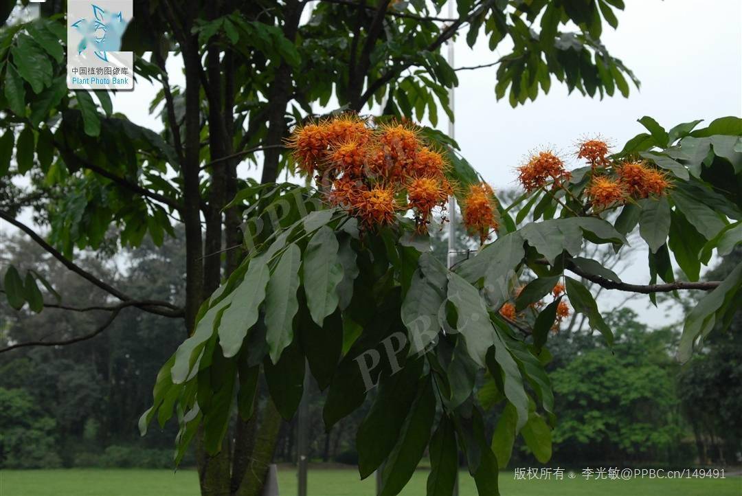 中国植树节省领导今天种下的树你认识哪几种