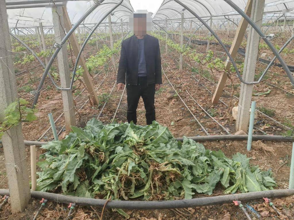 的罂粟,分别有何某某种植的罂粟苗518株和屈某某种植的罂粟苗173株