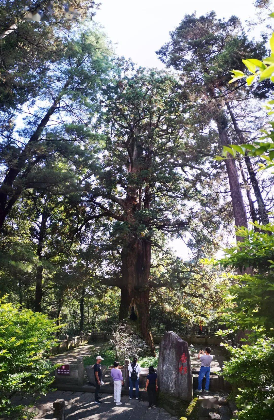 云南这些稀罕树老实稀奇呢