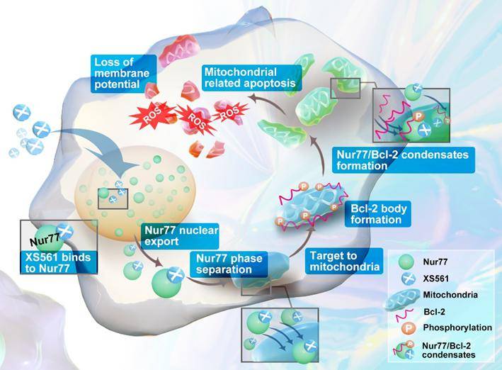 xs561通过促进nur77bcl2相分离复合物的形成诱导肿瘤细胞的线粒体凋亡