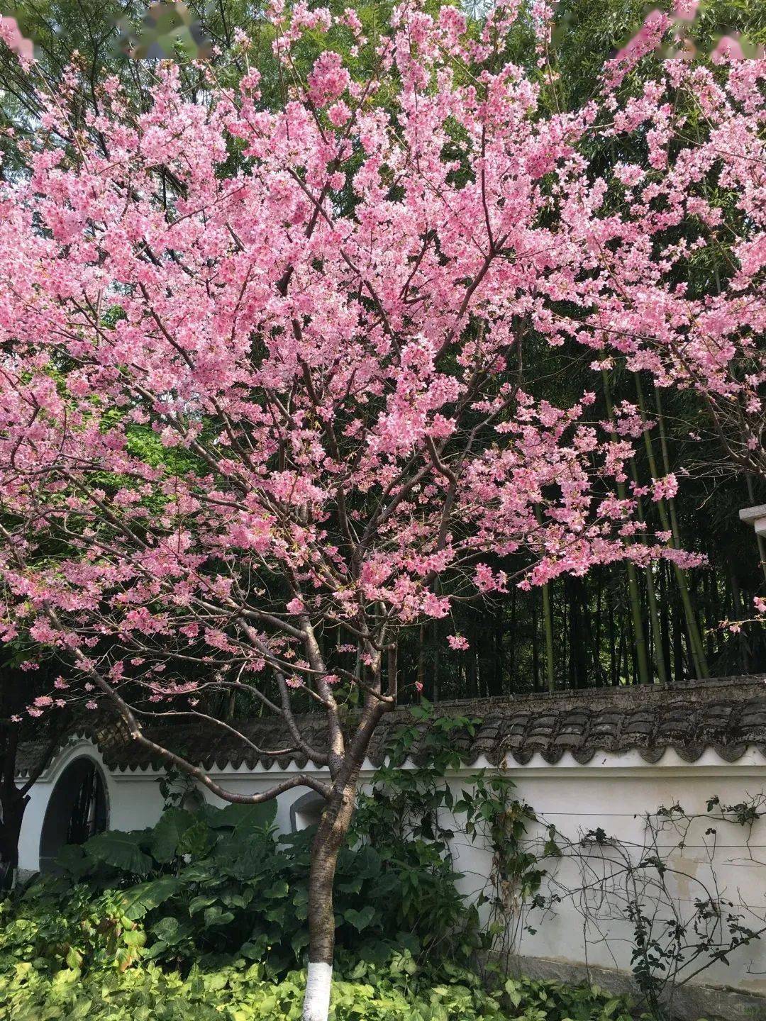 除此青绿,也爱粉樱_樱花_福州_茶亭公园