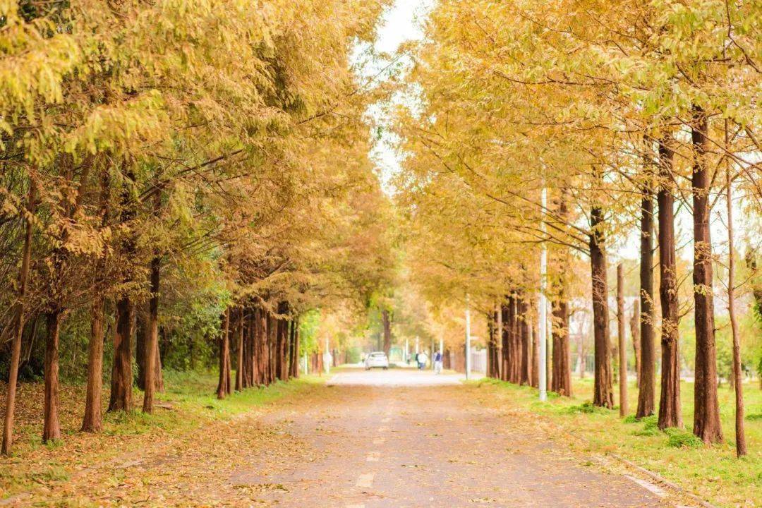 感谢ta们,陪我们走过美好四季_华农人_校园_树木