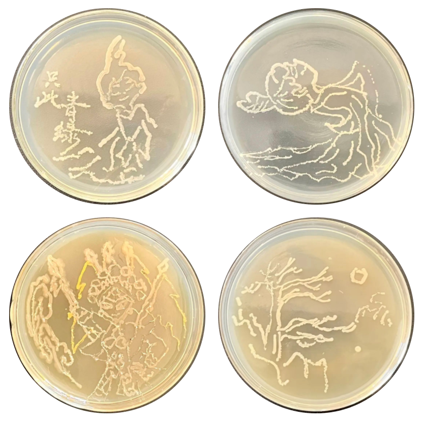 安师大附中学生作的画,脑洞大开!_微生物_项目_菌落
