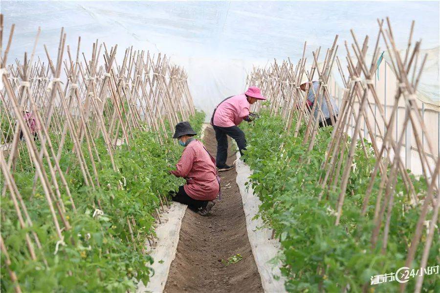 江苏24小时|南京:龙潭长江大桥主桥即将合龙_摄影_上线_种植