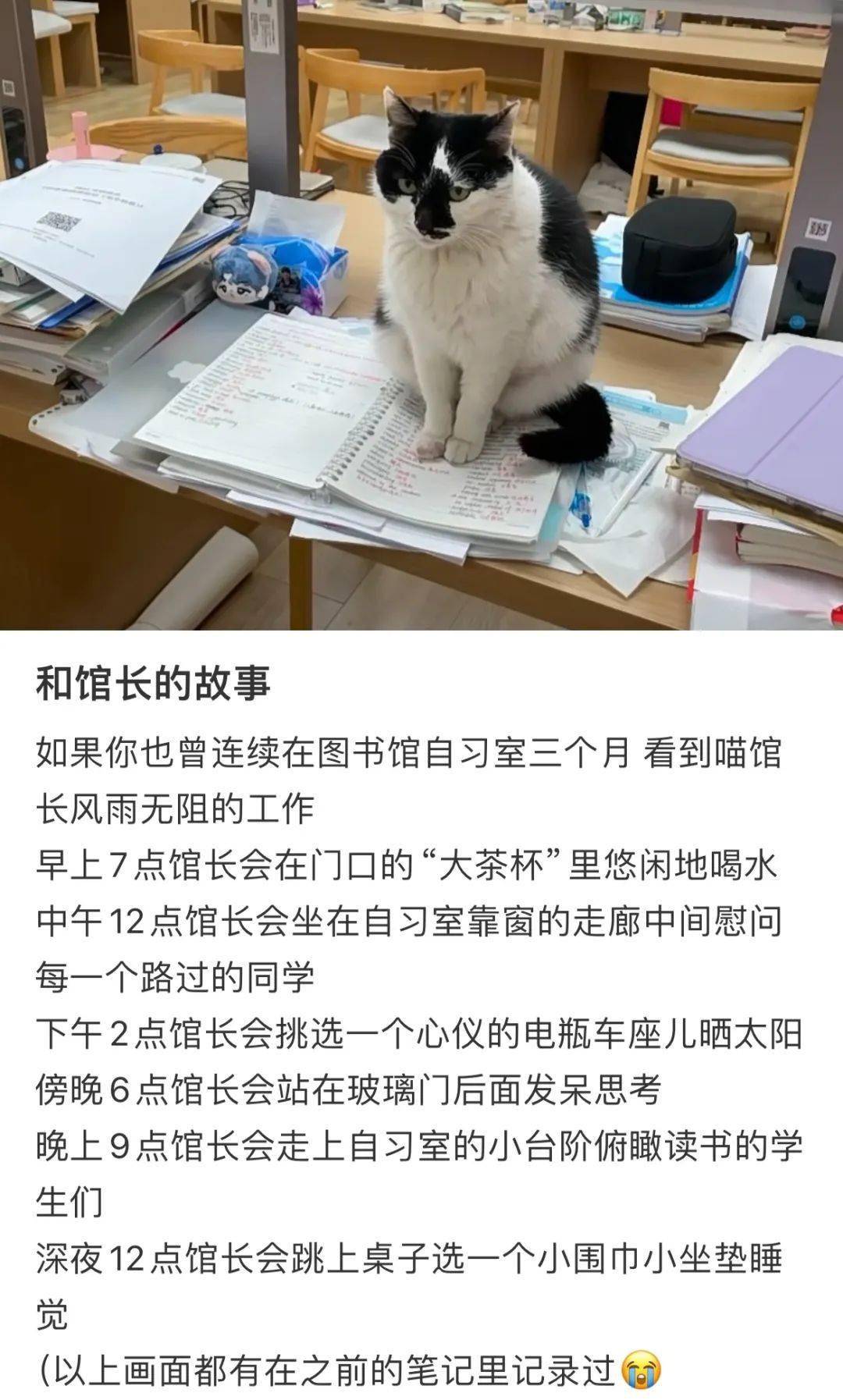 13岁猫馆长猝然离世一尊雕塑看哭众人别挪开让它再晒晒太阳吧