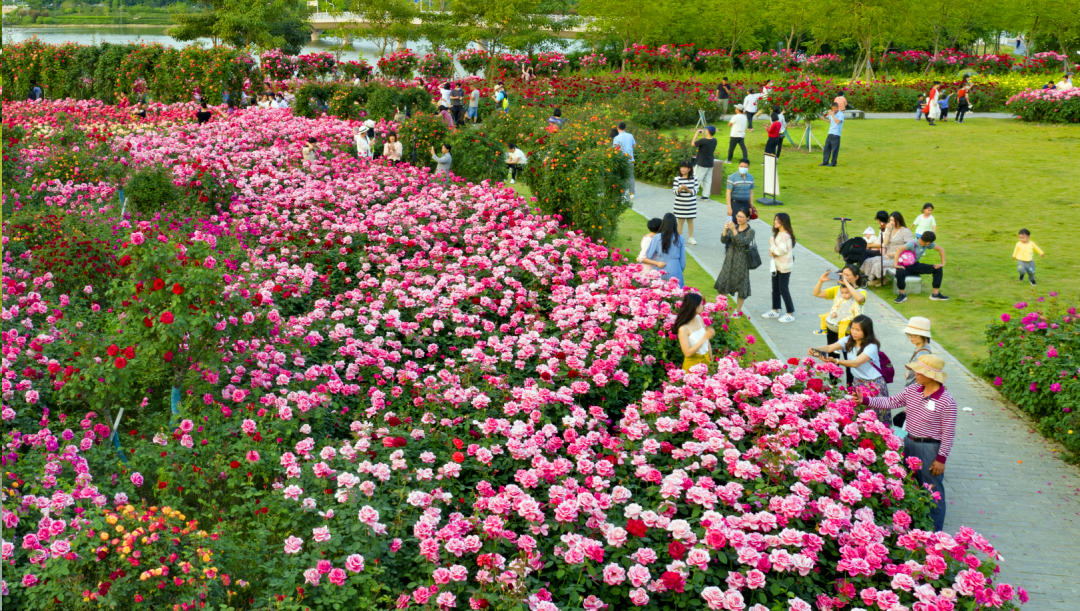 太撩人肇庆春日赏花地图出炉你最想去哪儿
