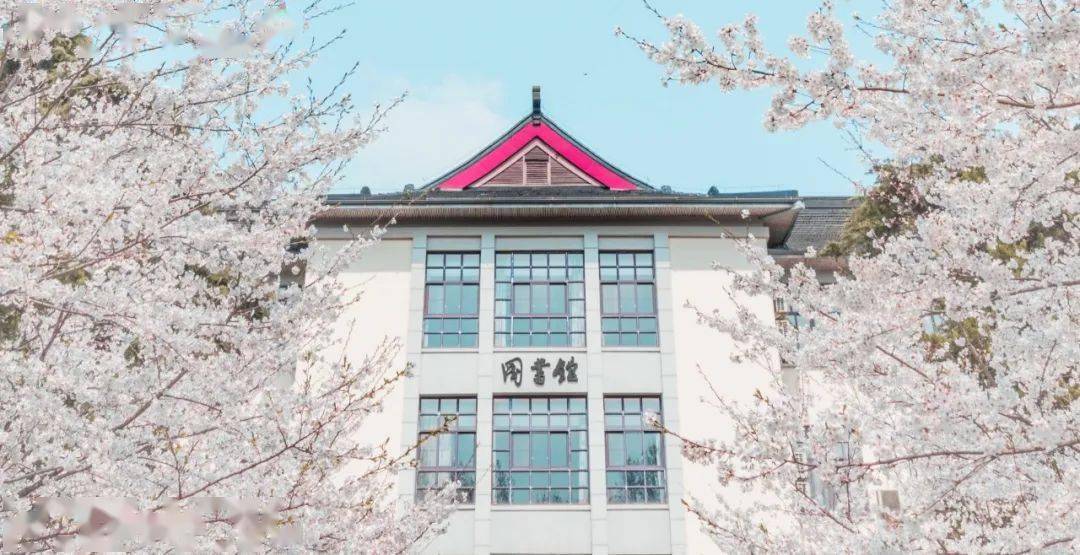 南林樱花"消息树"开花啦!