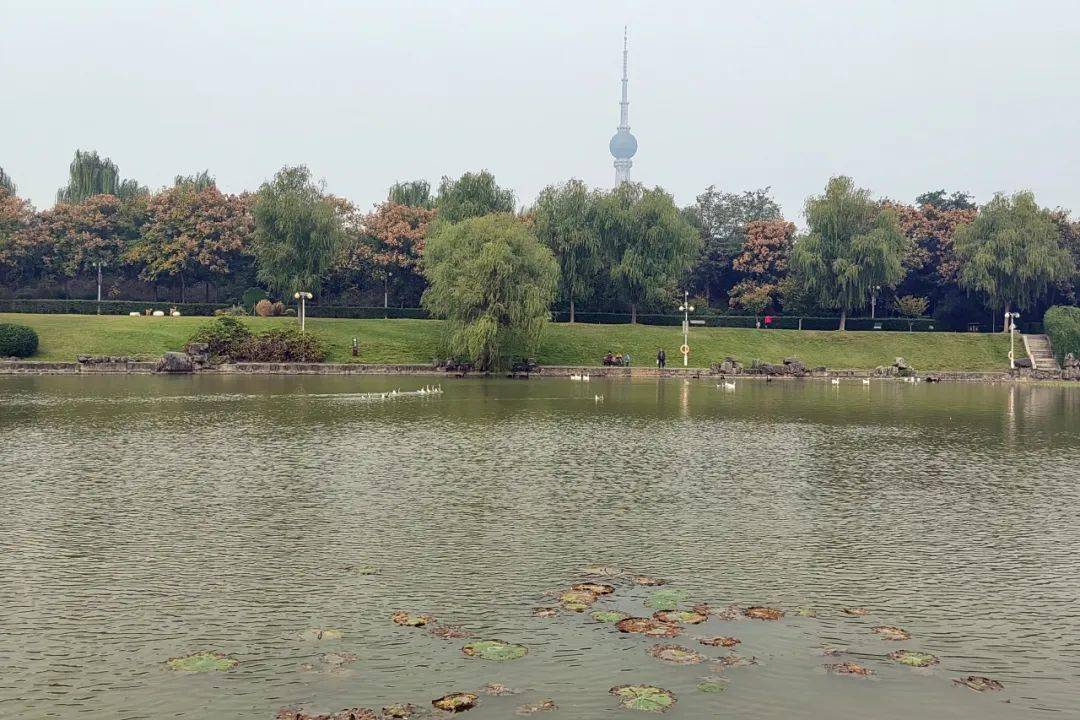 这份市区公交赏花指南送给您_公交站_线路_洛阳