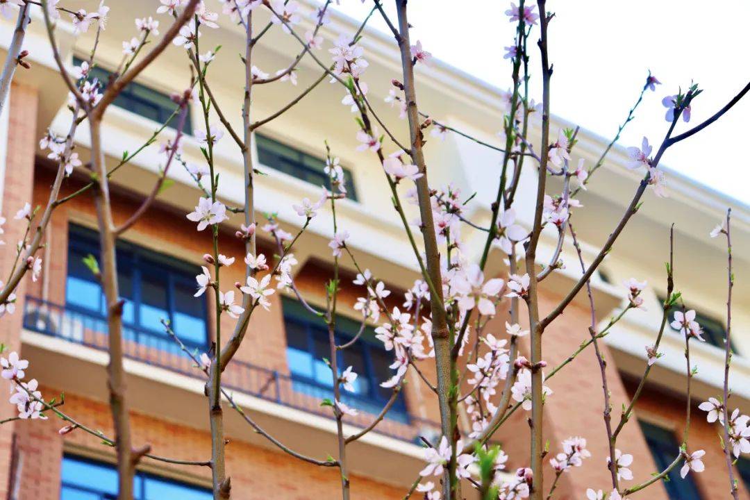 望城校园春景看这里谁能上榜最美