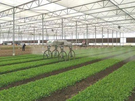 星辉蔬菜蹄疾步稳启新程推进精致现代农业发展