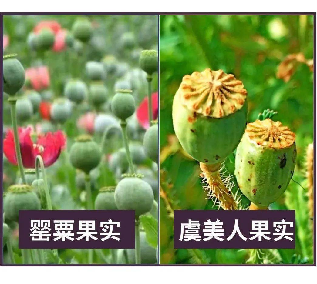 凋零的罂粟花片段二图片