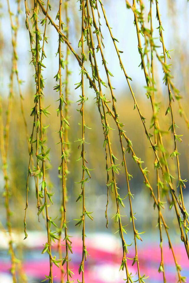 3月的石家庄充满希望的春天