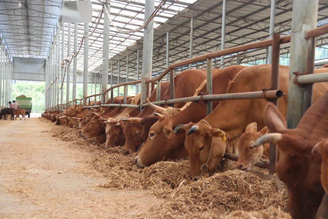 好山好水好牛肉国家地标农产关岭黄牛热辣来袭