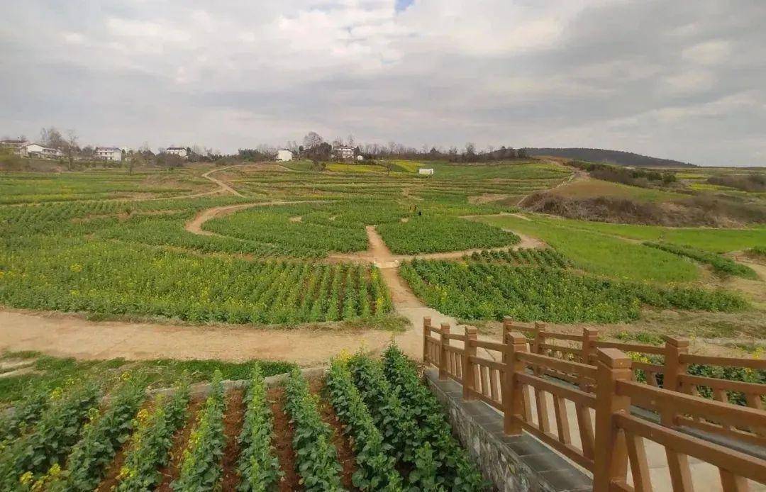 2024最美油菜花海主会场洋县各个观花点,旅游环线情况播报!