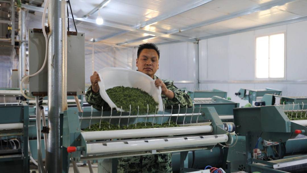 贵州碧潇农业发展有限公司:春茶飘香加工忙_茶叶_收购_生产的