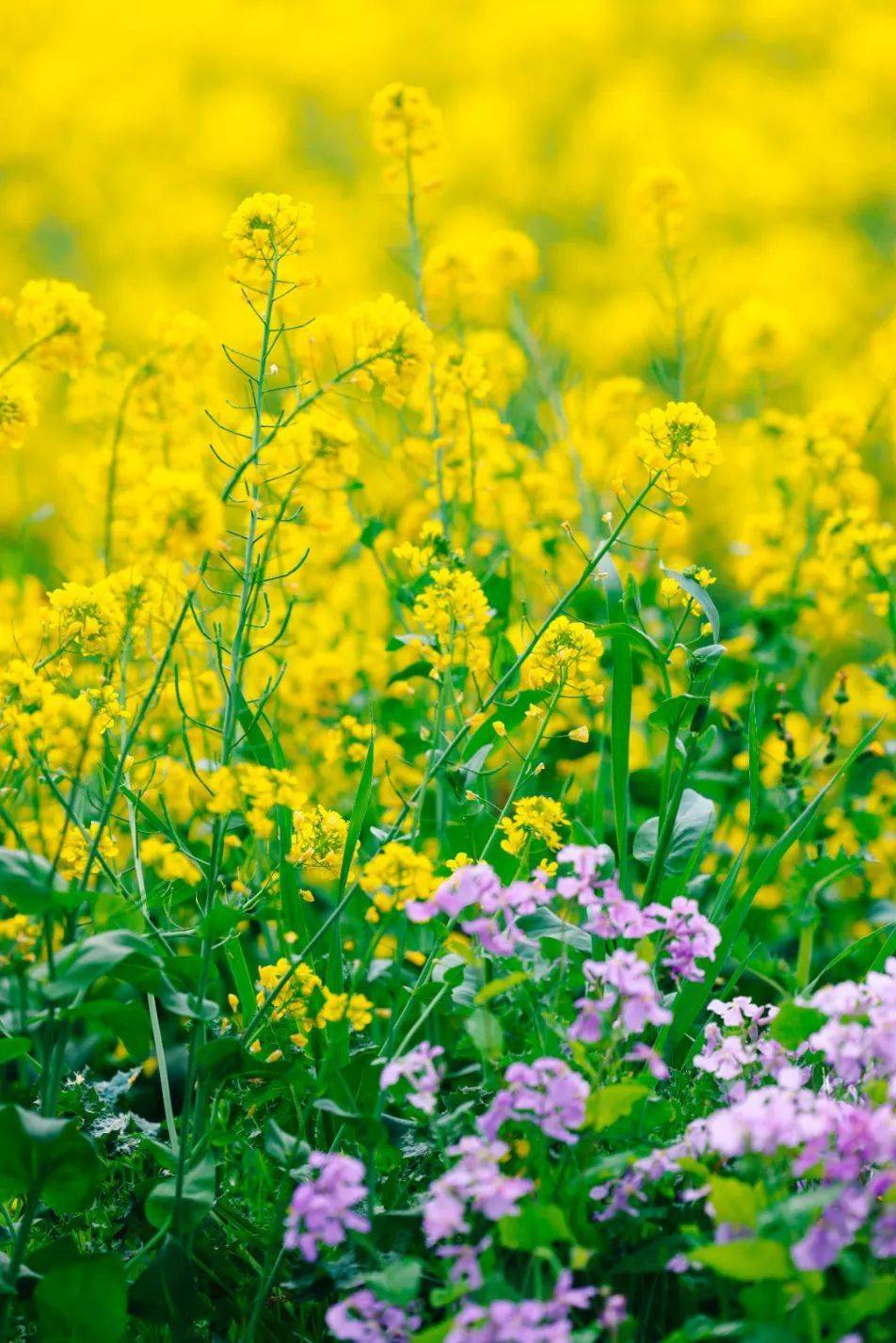 阳光灿烂油菜花图片