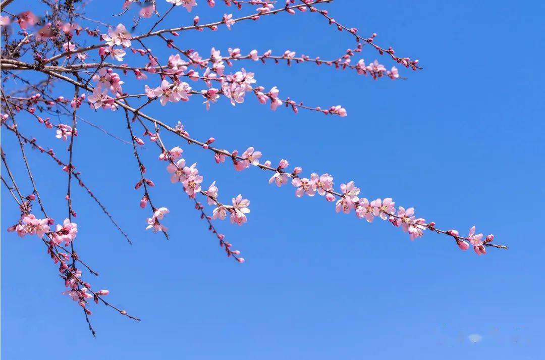 春暖凤翔悦赏桃花丨光影瞬间桃源印象