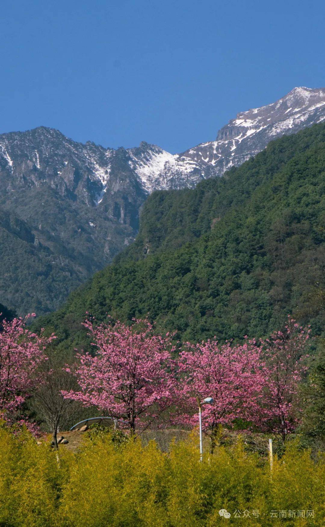 行摄云南看雪山赏樱花属于大理大学的春日限定浪漫