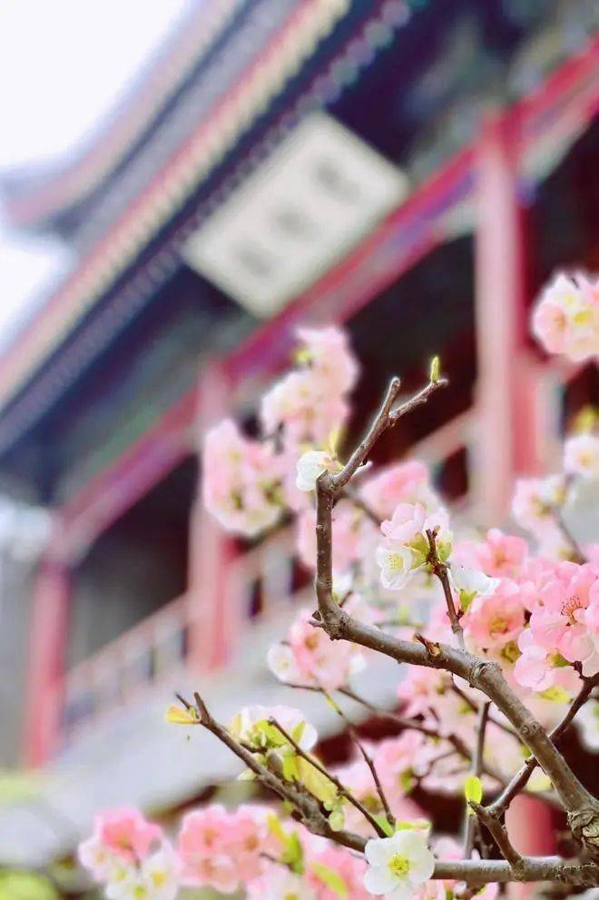 即将盛开接下来的北京比想象中还要美