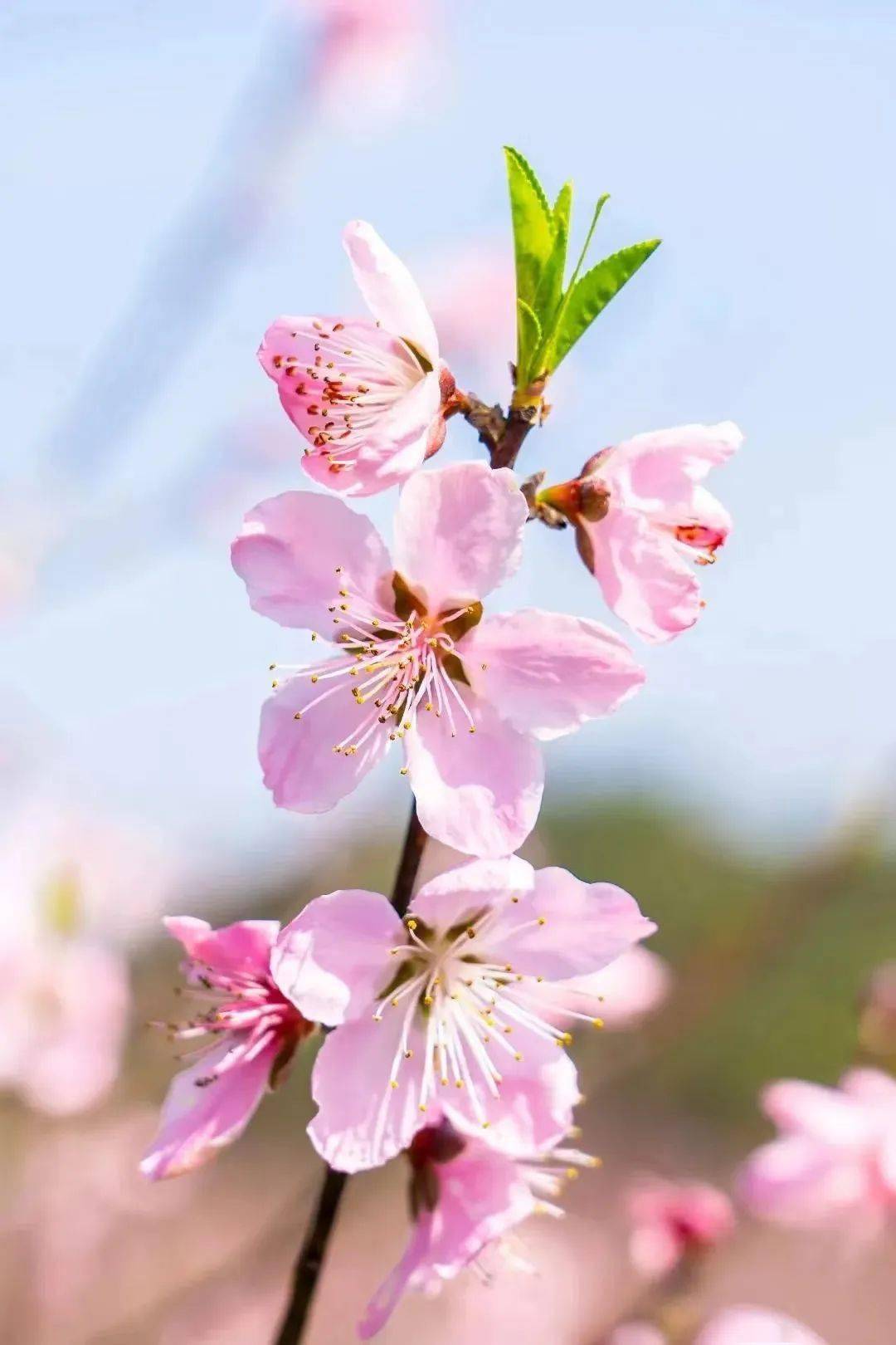 一片桃花树的图片大全图片