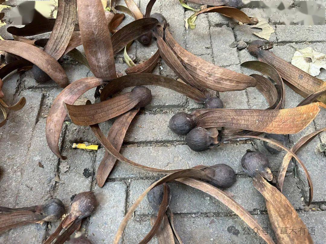 龙脑香和羯布罗香_香科_种子_植物园