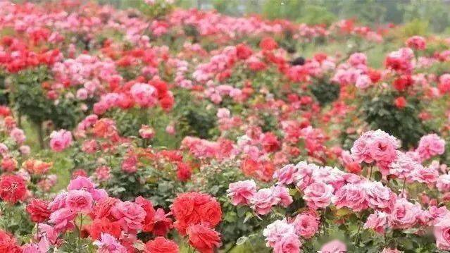 襄城区卧龙镇月季花海花期:4-12月月季花海园区有十几处网红打卡景点