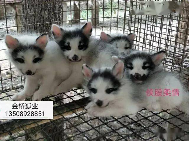 犬狐貉貂vc缺乏症啥样咋治