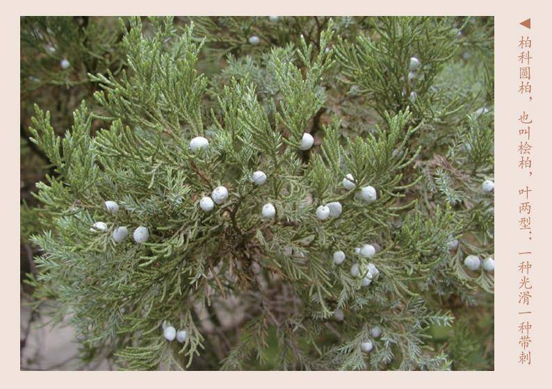 走上北大春游去这份北大四院游园指南请收好