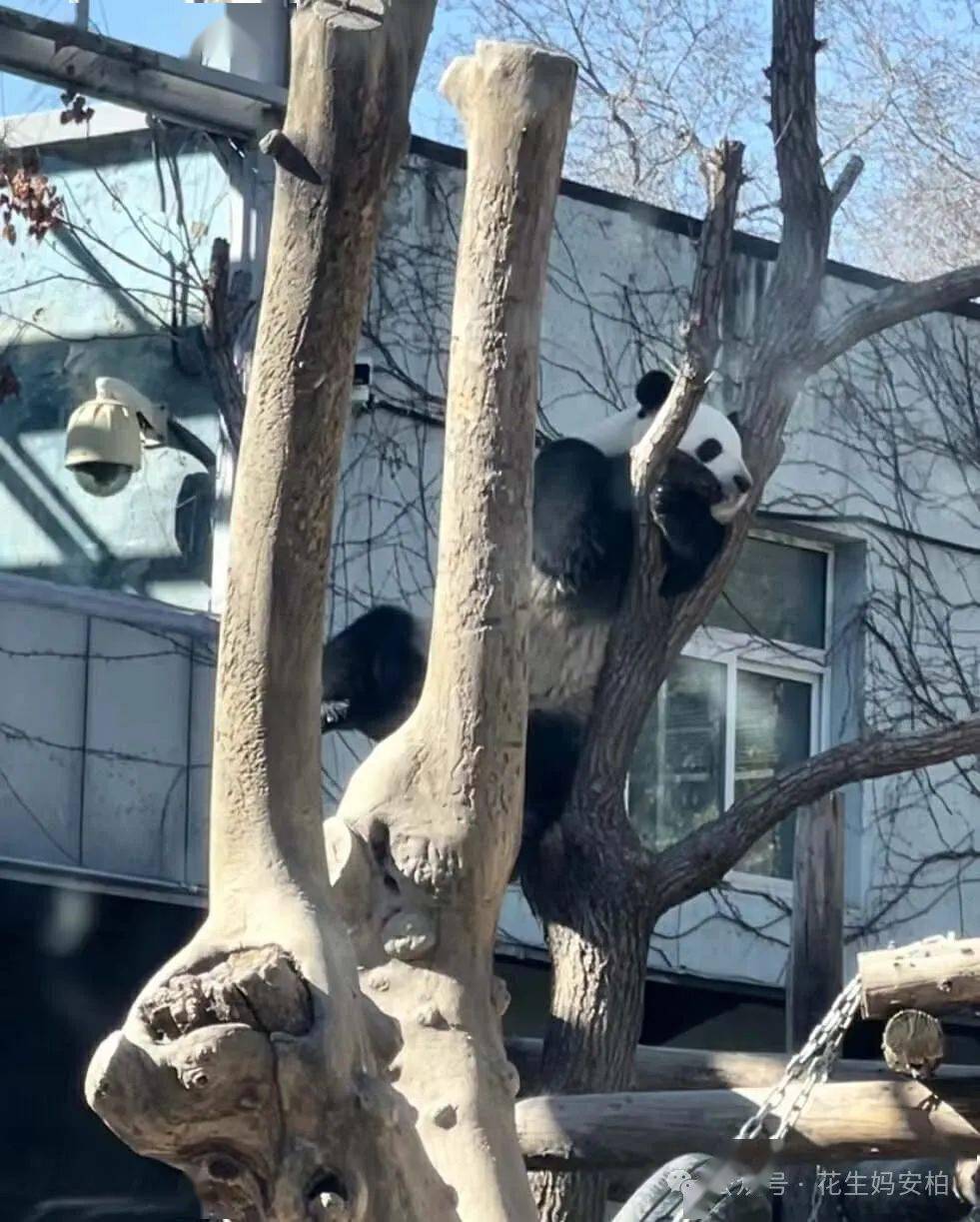 北京顶流遛娃圣地_动物园_西直门_水獭