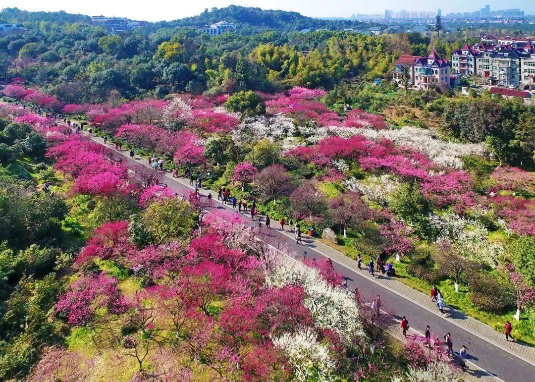 杭州超山风景区攻略图片