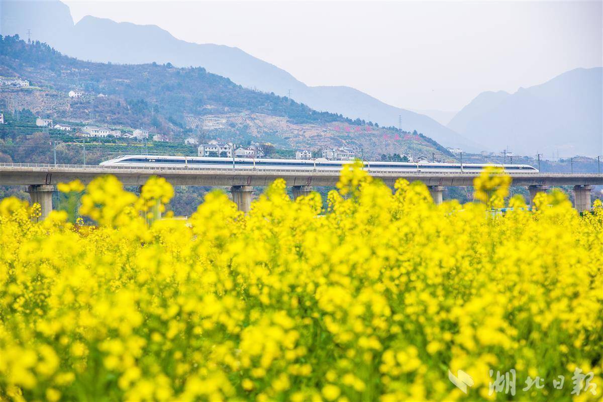 2022年6月20日,随着郑渝高铁全线贯通运营,兴山县在宜昌市率先进入"