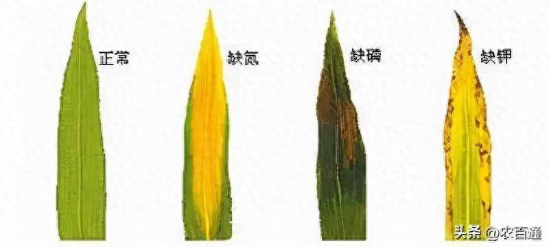 玉米缺素症状表现及处理办法