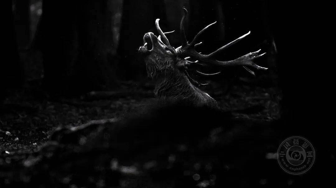 原创业余组2023年国际黑白摄影大奖赛野生生物类获奖作品公布下
