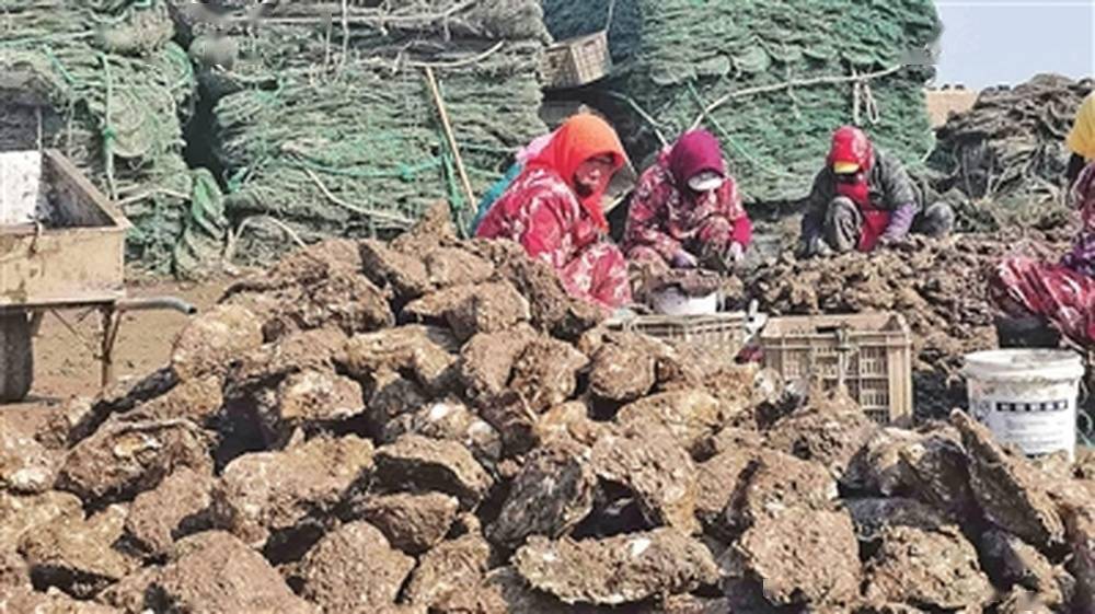 每天上岸8万斤肥美鲜嫩大牡蛎迎来丰收本地魁蚶下周上市