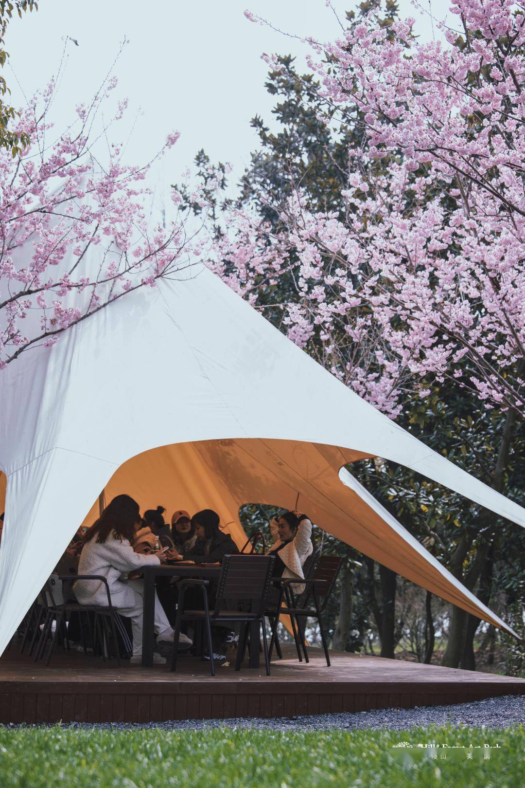 荆州8条春季赏花精品线路发布_樱花_桃花_公园