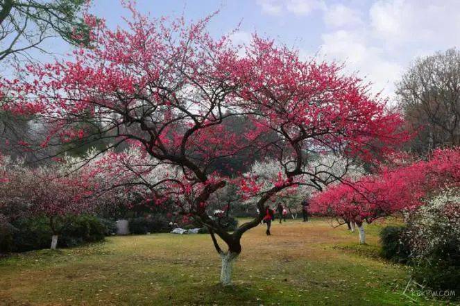约吗2024年石家庄市城区道路沿线赏花地图来啦