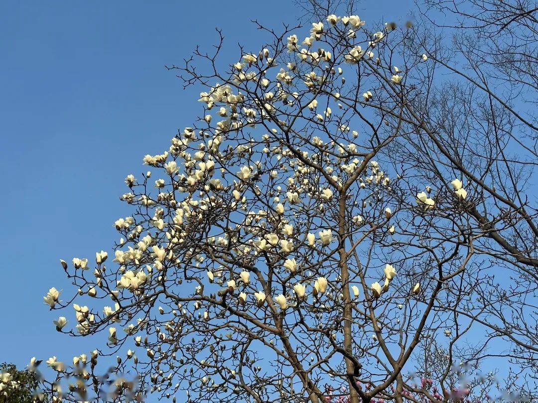 宜春市的市花图片